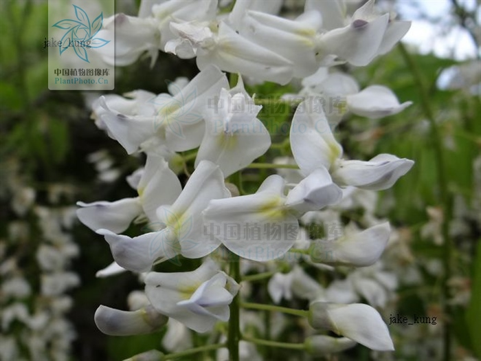 白藤的花｜图片来源：中国植物志