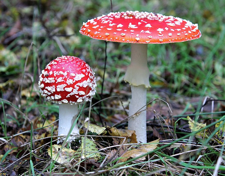 毒蝇伞｜图片来源：维基百科