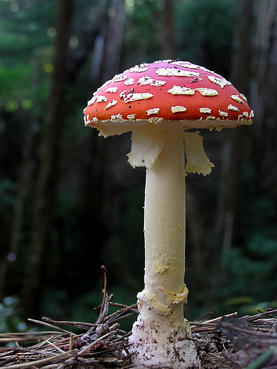 毒蝇伞｜图片来源：维基百科