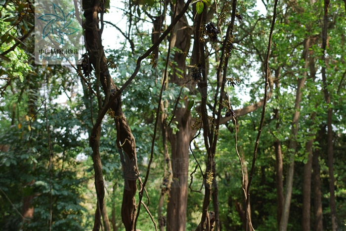 常春油麻藤｜图片来源：中国植物志