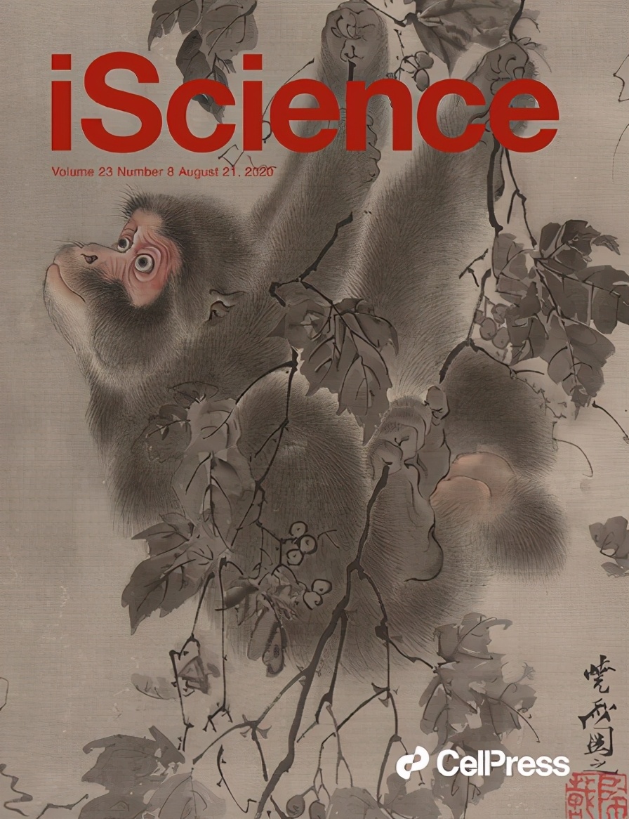 封面为水墨画的猴子｜图片来源: iScience Vol. 23 Aug, 2020