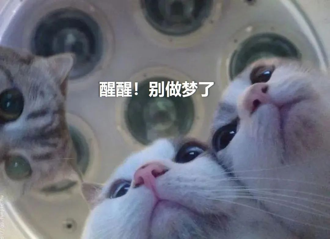 电动汽车|当我终于摇到了车牌号……