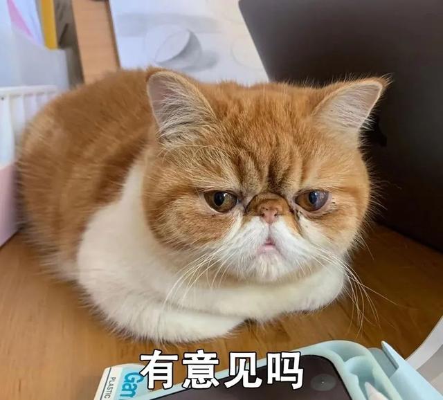 |猫猫为啥总爱揣手手？