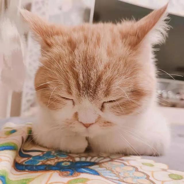 |猫猫为啥总爱揣手手？