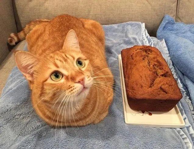 |猫猫为啥总爱揣手手？