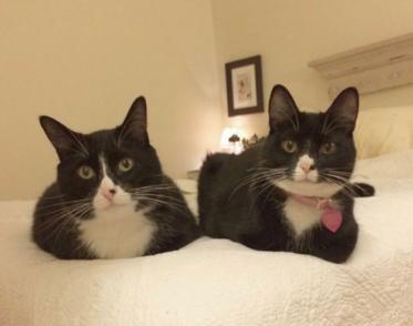 |猫猫为啥总爱揣手手？