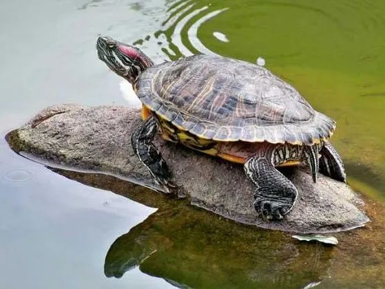 牛蛙,水葫芦,巴西龟等都属于外来入侵物根据2020年发布的《中国外来