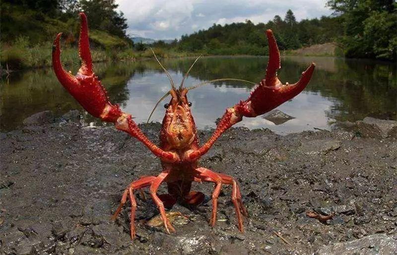 生物趣闻入侵的红火蚁