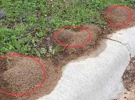 【生物趣闻】入侵的红火蚁_人民号