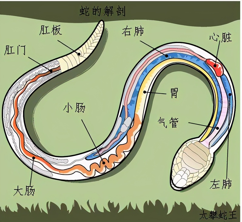 社会|如果被蟒蛇吞进肚子里，有没有可能用匕首划破蟒蛇肚子自救？