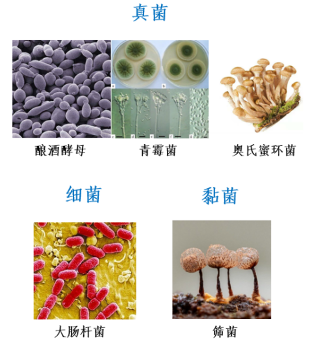 蘑菇|踏青？一起去寻那绚丽多彩的蘑菇（最全指南请收好）