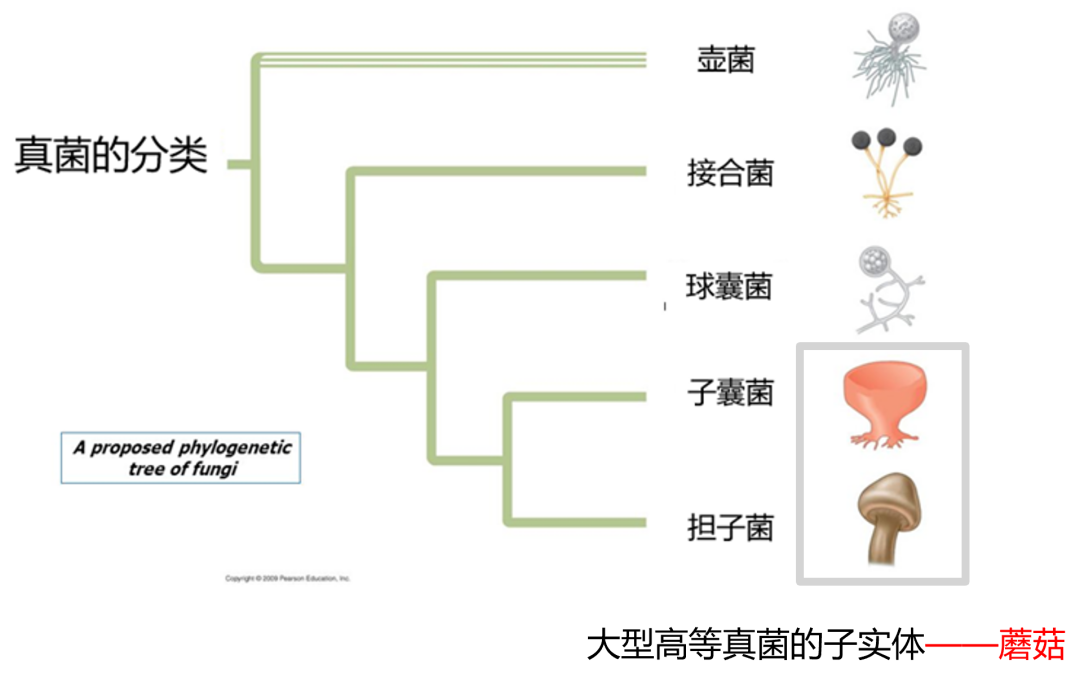 蘑菇|踏青？一起去寻那绚丽多彩的蘑菇（最全指南请收好）
