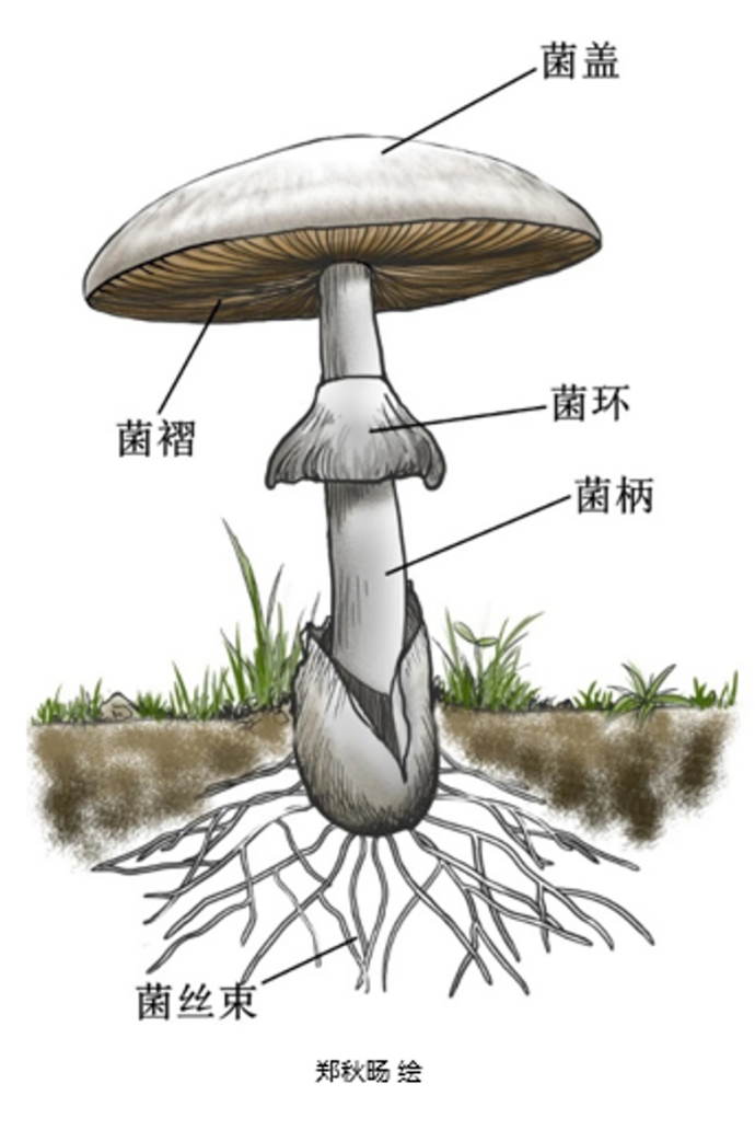 蘑菇|踏青？一起去寻那绚丽多彩的蘑菇（最全指南请收好）