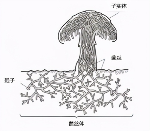 蘑菇|踏青？一起去寻那绚丽多彩的蘑菇（最全指南请收好）