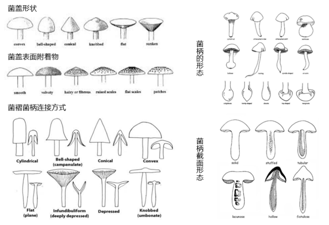 蘑菇|踏青？一起去寻那绚丽多彩的蘑菇（最全指南请收好）