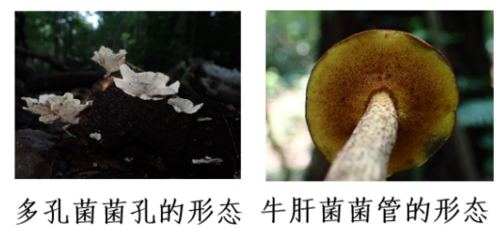 蘑菇|踏青？一起去寻那绚丽多彩的蘑菇（最全指南请收好）