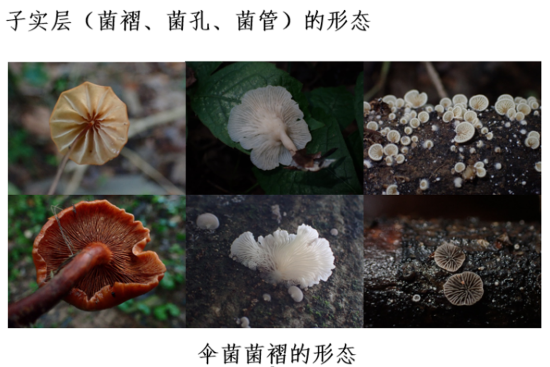 蘑菇|踏青？一起去寻那绚丽多彩的蘑菇（最全指南请收好）