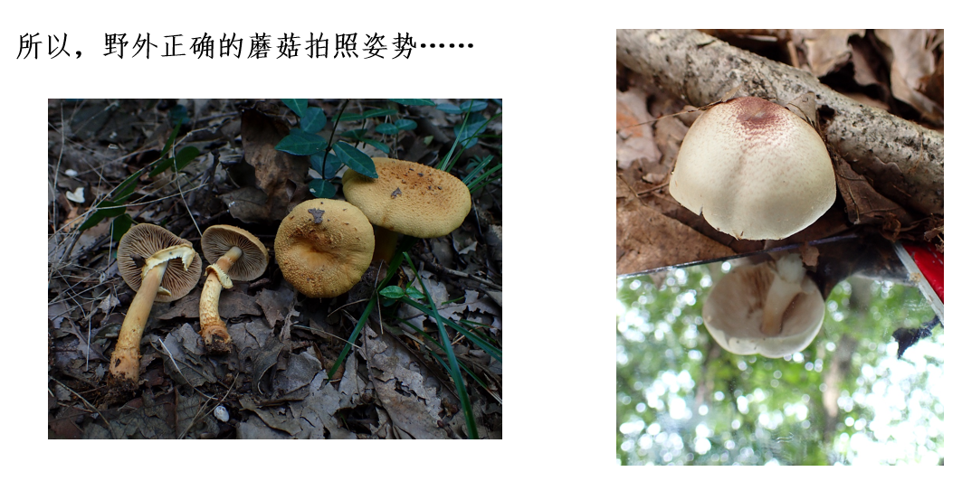 蘑菇|踏青？一起去寻那绚丽多彩的蘑菇（最全指南请收好）