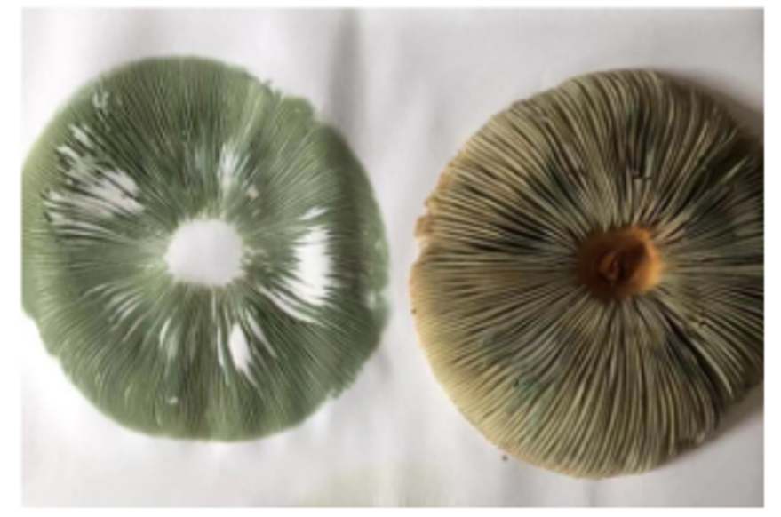 蘑菇|踏青？一起去寻那绚丽多彩的蘑菇（最全指南请收好）