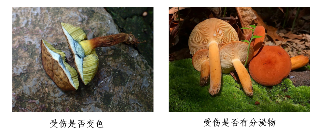 蘑菇|踏青？一起去寻那绚丽多彩的蘑菇（最全指南请收好）
