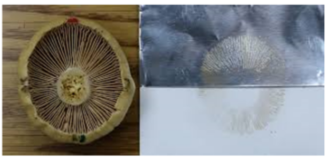 蘑菇|踏青？一起去寻那绚丽多彩的蘑菇（最全指南请收好）