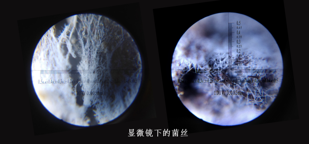 蘑菇|踏青？一起去寻那绚丽多彩的蘑菇（最全指南请收好）