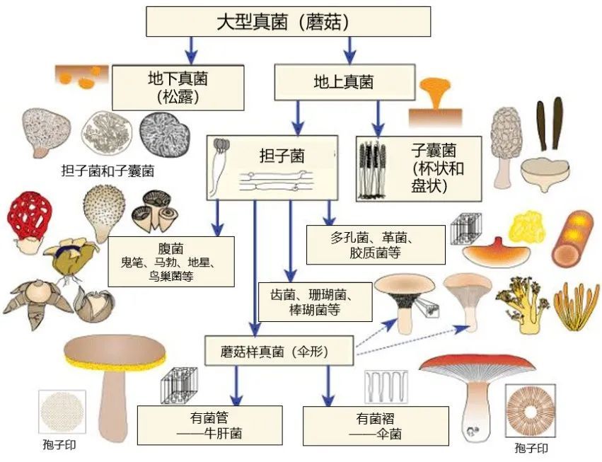 蘑菇|踏青？一起去寻那绚丽多彩的蘑菇（最全指南请收好）