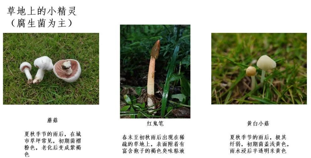 蘑菇|踏青？一起去寻那绚丽多彩的蘑菇（最全指南请收好）