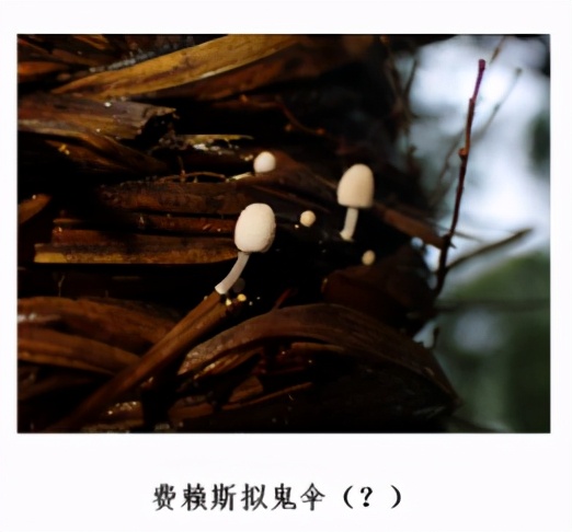 蘑菇|踏青？一起去寻那绚丽多彩的蘑菇（最全指南请收好）