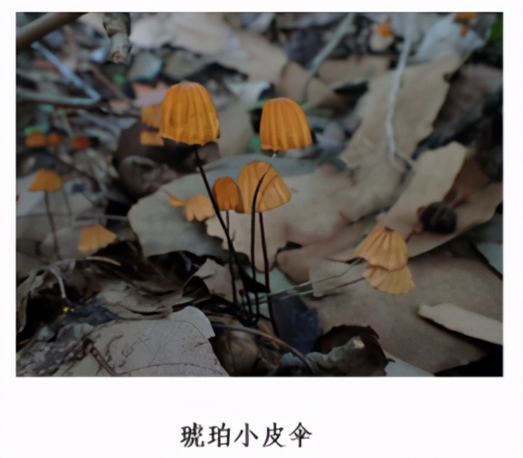 蘑菇|踏青？一起去寻那绚丽多彩的蘑菇（最全指南请收好）