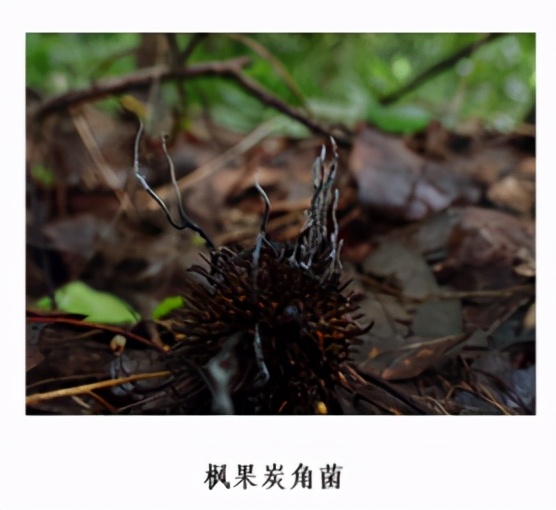 蘑菇|踏青？一起去寻那绚丽多彩的蘑菇（最全指南请收好）