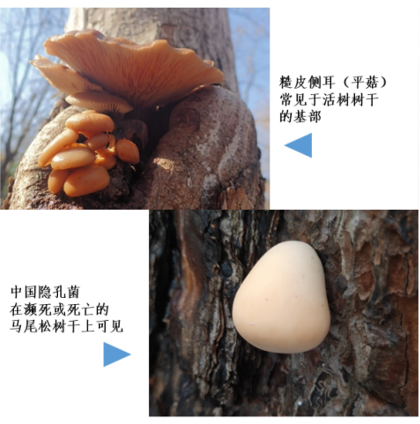 蘑菇|踏青？一起去寻那绚丽多彩的蘑菇（最全指南请收好）