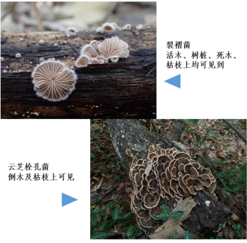 蘑菇|踏青？一起去寻那绚丽多彩的蘑菇（最全指南请收好）