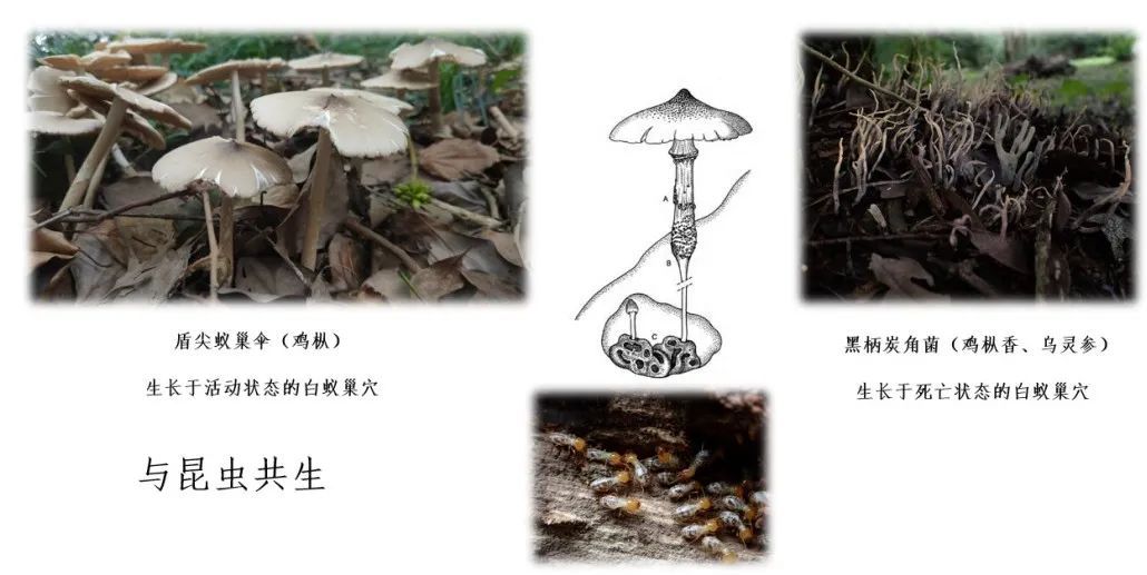 蘑菇|踏青？一起去寻那绚丽多彩的蘑菇（最全指南请收好）