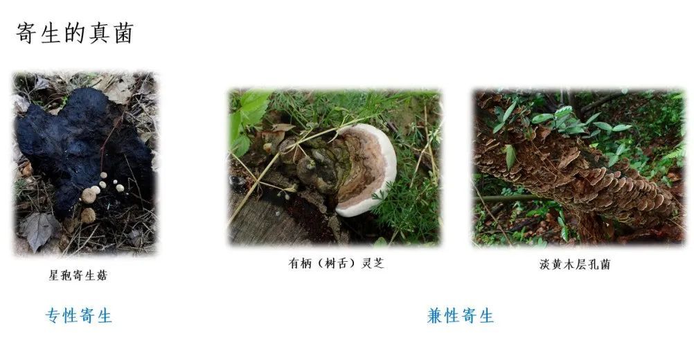 蘑菇|踏青？一起去寻那绚丽多彩的蘑菇（最全指南请收好）