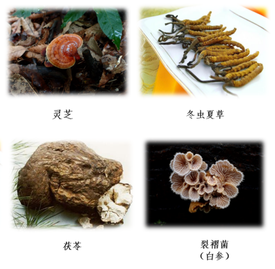 蘑菇|踏青？一起去寻那绚丽多彩的蘑菇（最全指南请收好）