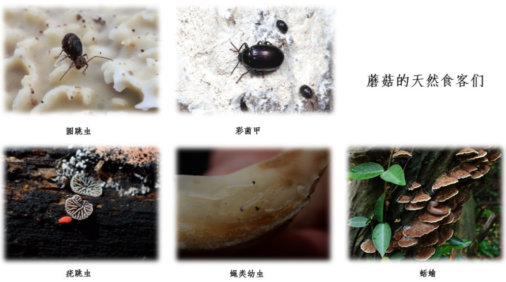 蘑菇|踏青？一起去寻那绚丽多彩的蘑菇（最全指南请收好）