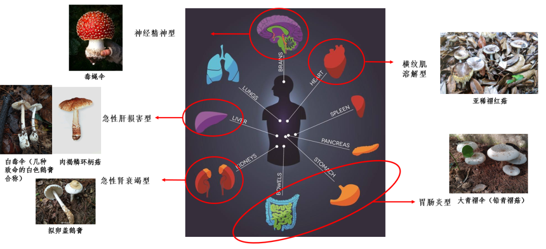蘑菇|踏青？一起去寻那绚丽多彩的蘑菇（最全指南请收好）