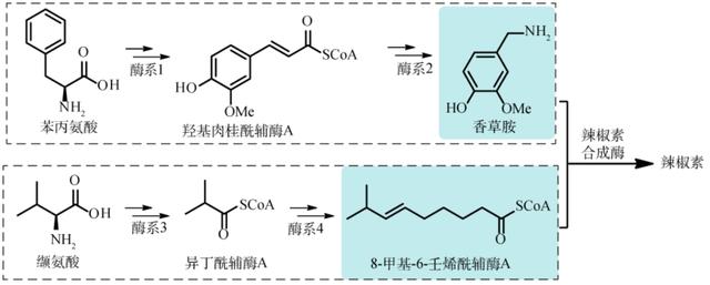 大蒜|吃辣的学问，全都在化学