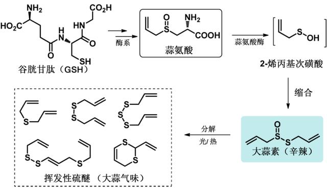 大蒜|吃辣的学问，全都在化学