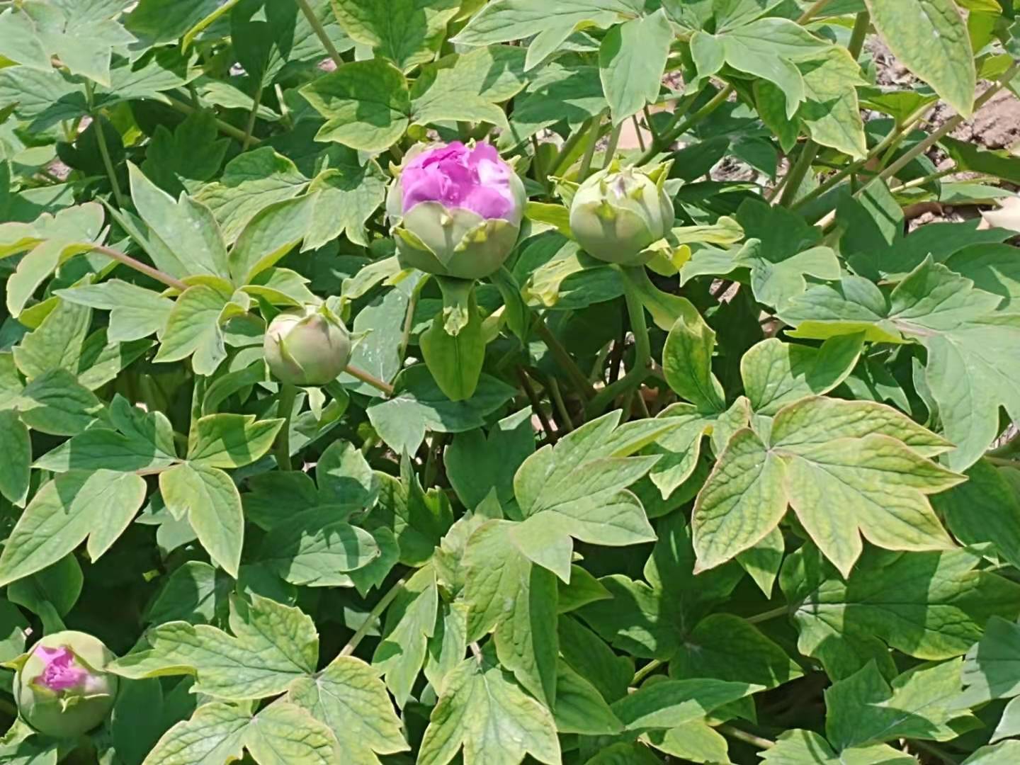 牡丹花苞:群簇的花苞,静待绽放