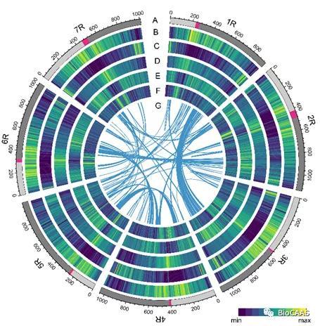 基因组|河南农大为小麦“堂兄弟”绘制基因“导航图”，除了培育更优秀的小麦还有这些大用处