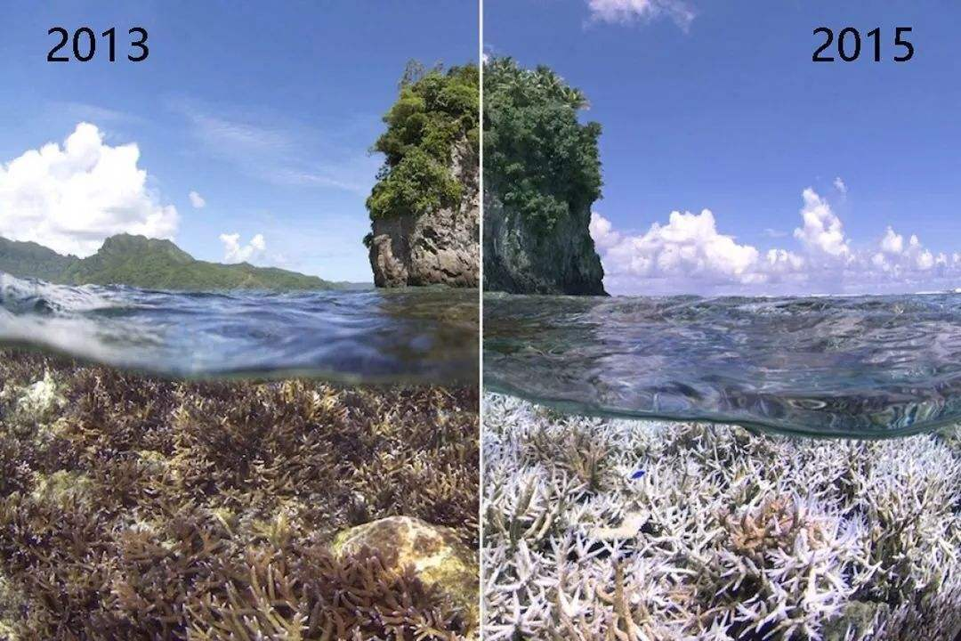 科学|地球出事了，珊瑚礁大面积白化，显示出生物大灭绝前的特征