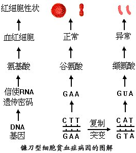 |现代医学是否导致人类演化停滞？专家：不，人类正在加速演化