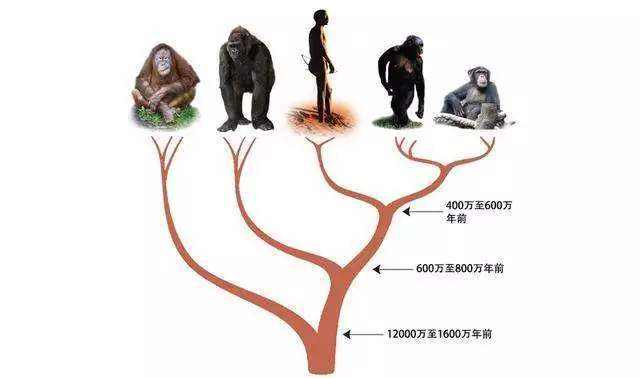 体毛|人类褪去体毛后，为什么只留下头发、腋毛和阴毛？