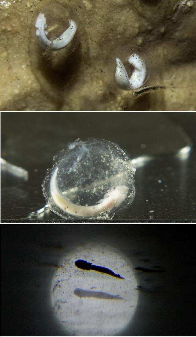 科学|7年交配一次，10年不吃不喝，洞螈这么懒为什么还没灭绝？