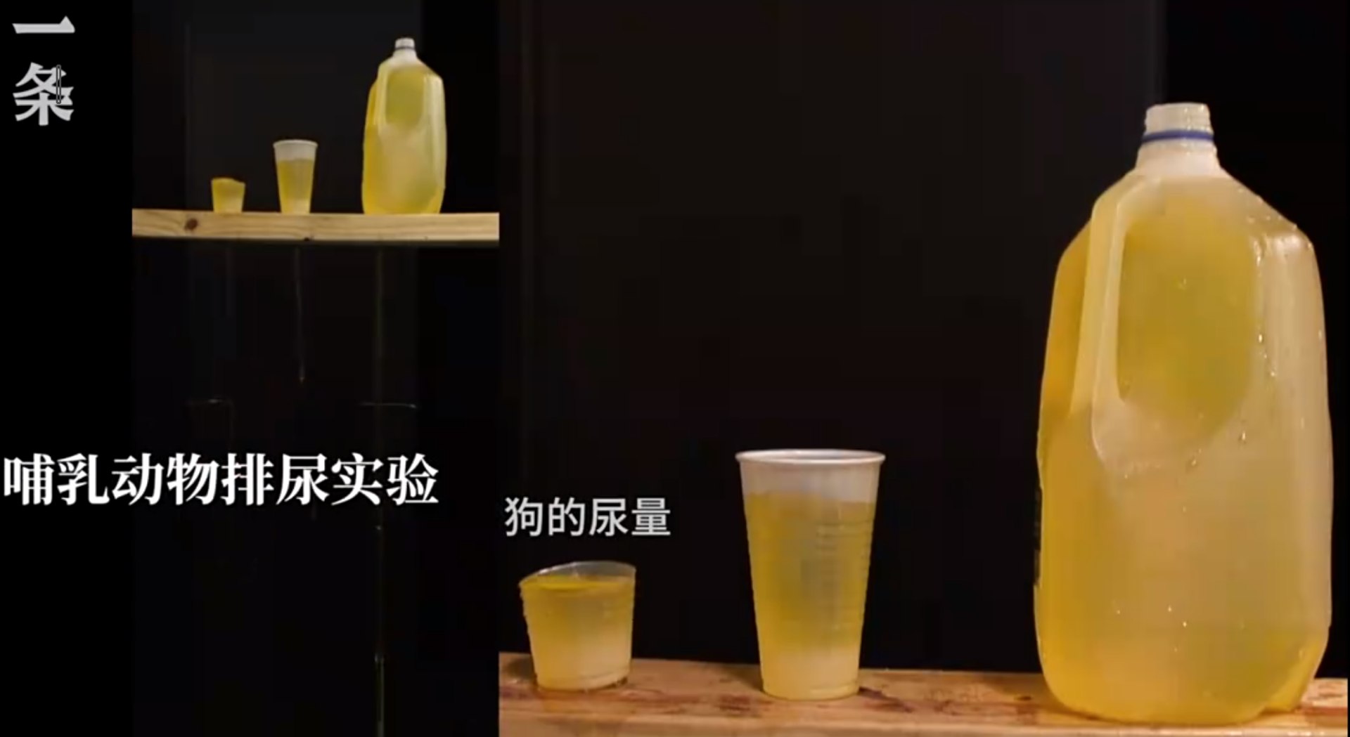 科学|哺乳动物排尿都是21秒？科学家：通过排尿时长就能推断出人的年龄