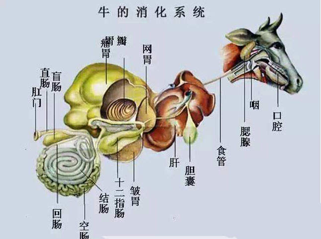 咖啡|用大象粪便做咖啡，一斤3800元，专供有钱人，口感真的很独特吗？