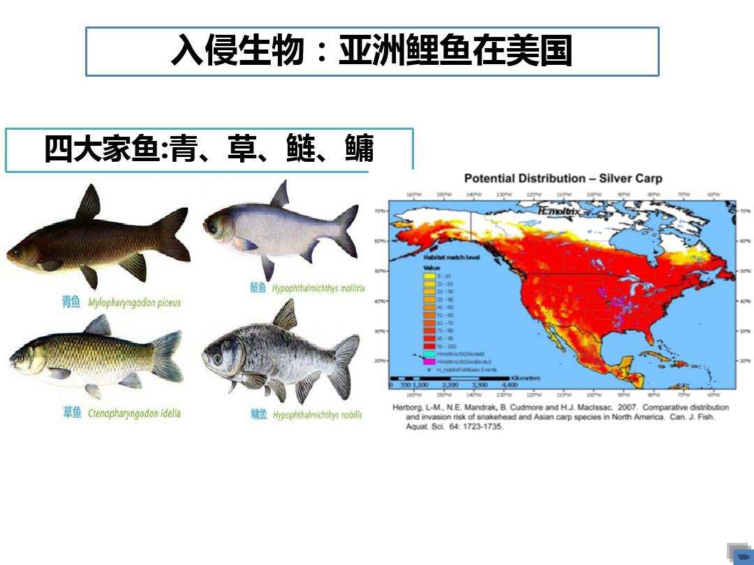 亚洲鲤鱼|亚洲鲤鱼在美国胖得像猪，人鱼大战50年，美国为何输得一败涂地？