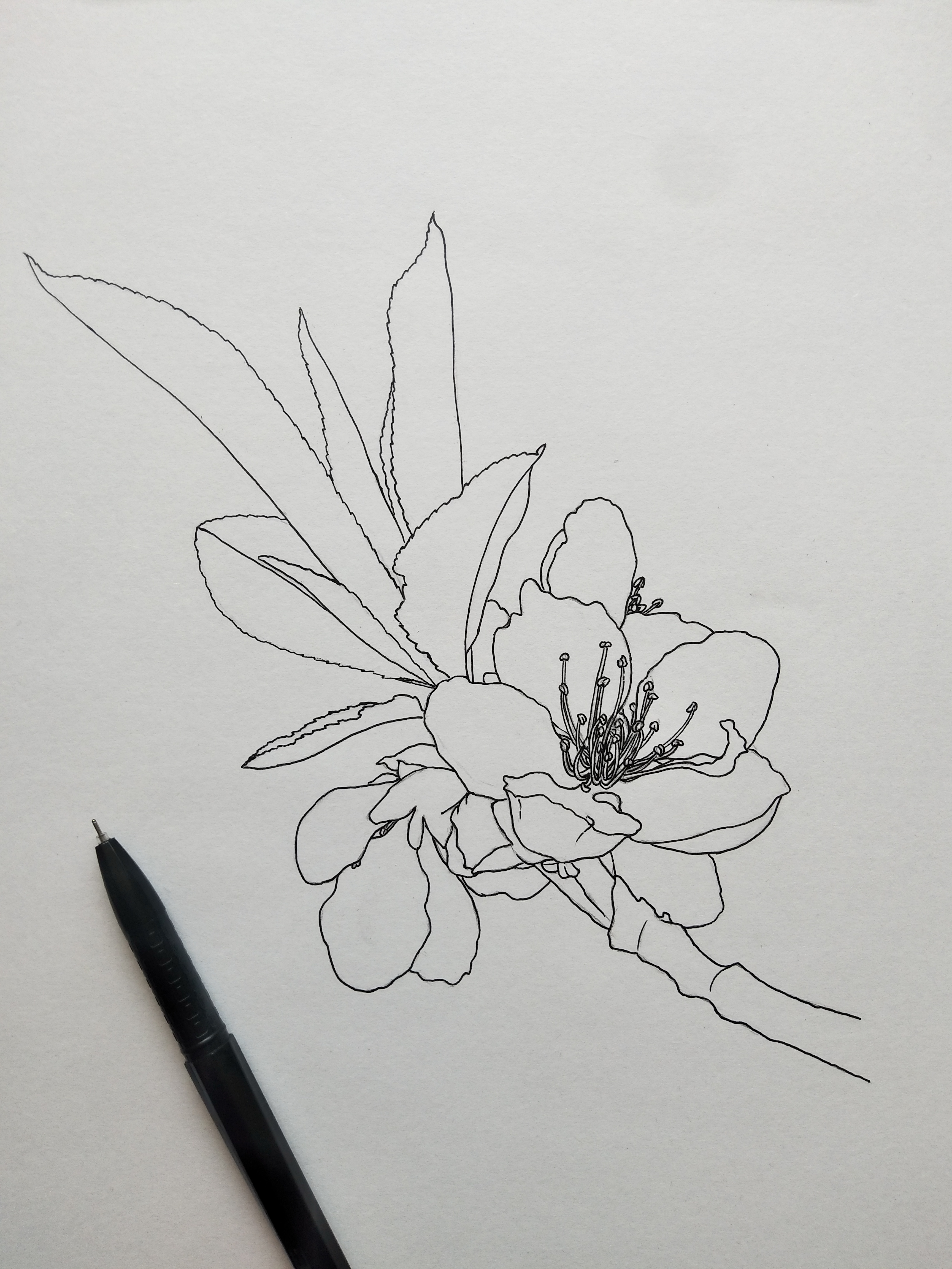 彩铅线描花卉娇媚桃花醉春风